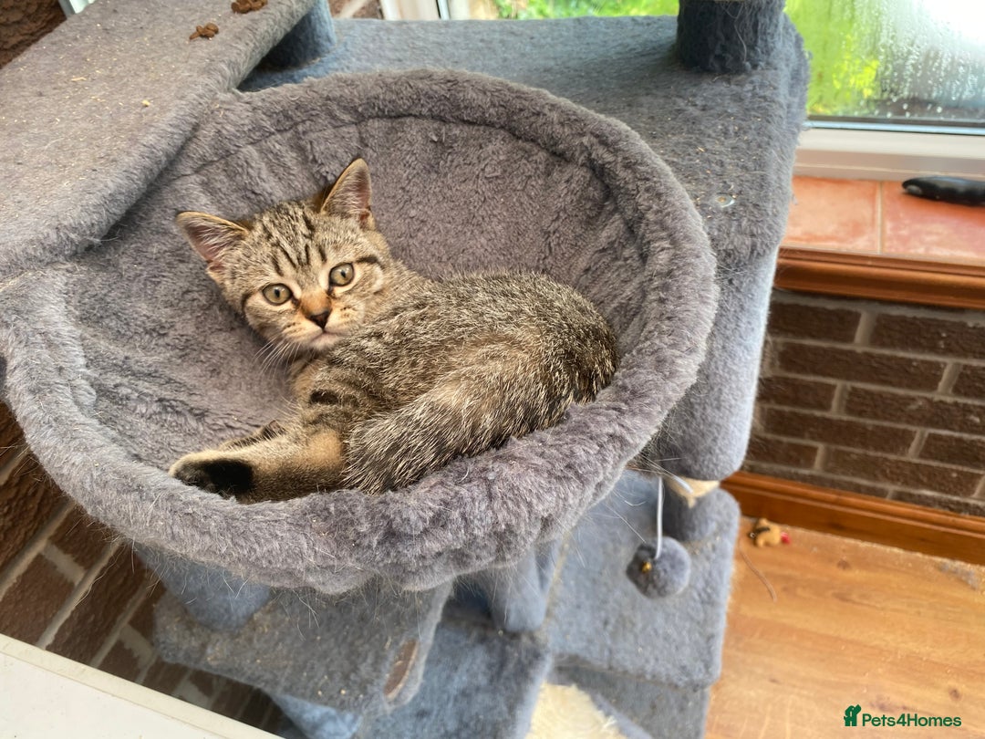 British Shorthair cats for sale: BSH Pedigree Chunky Kittens Chocolate/Gold striped - Image 17
