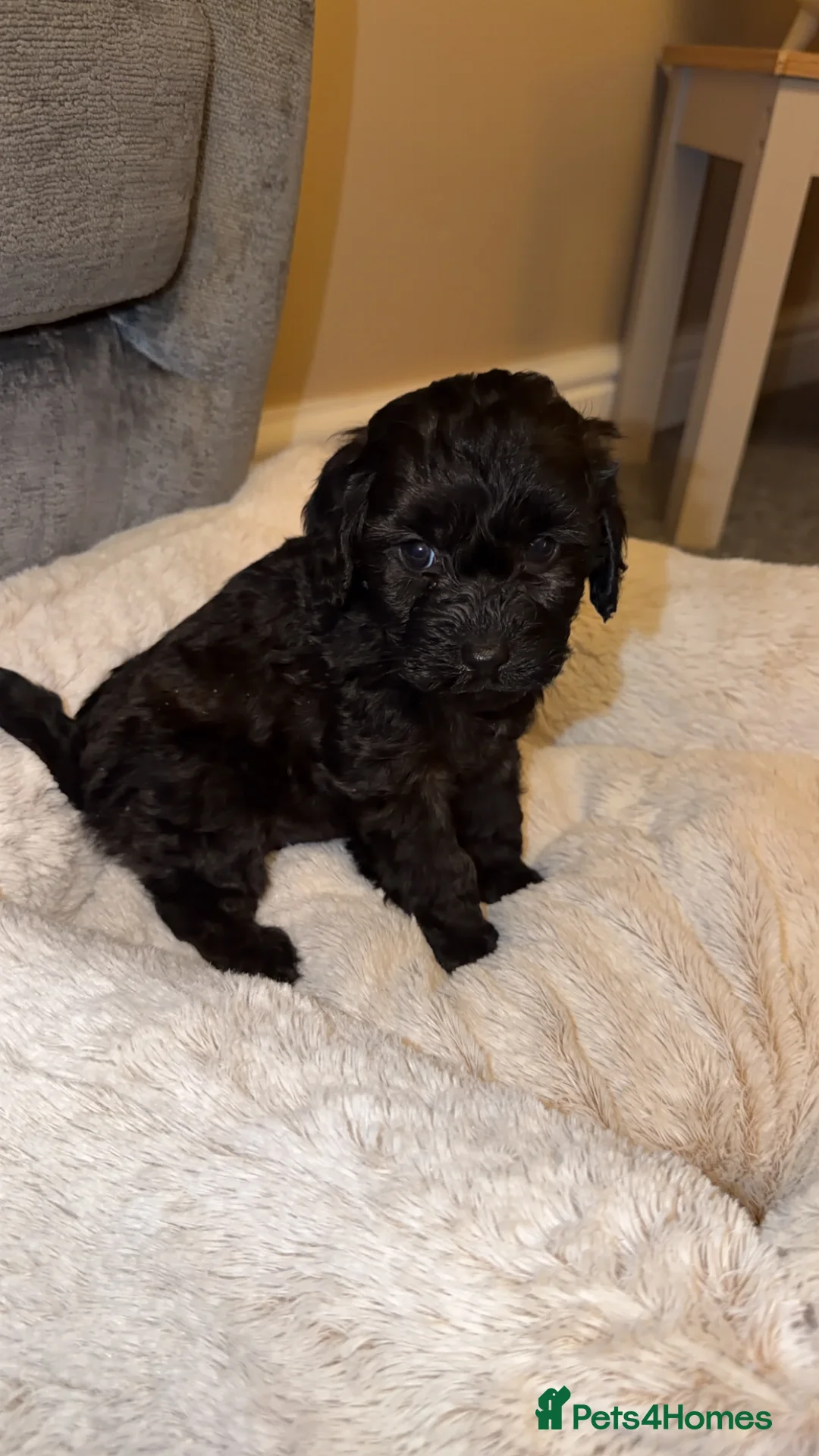 Cockapoo dogs for sale: Cockapoo puppy (sable colour)  - Advert 2