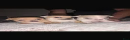 Chihuahua dogs for sale: 🌸🩵pedigree  chihuahuas 🩵🌸 - Advert 11