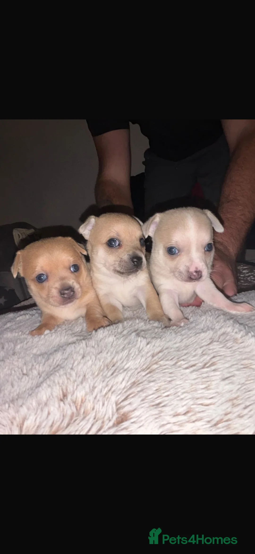 Chihuahua dogs for sale: 🌸🩵pedigree  chihuahuas 🩵🌸 - Advert 11