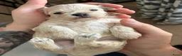 Maltipoo dogs for sale: Stunning Korean Maltipoo puppies  - Advert 3