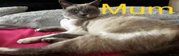 Siamese cats for sale: Siamese kittens - Advert 1