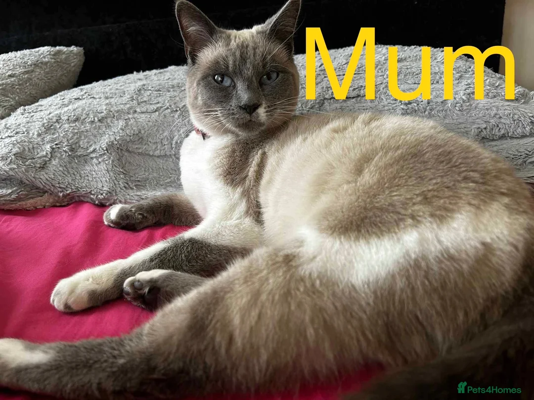 Siamese cats for sale: Siamese kittens - Advert 1