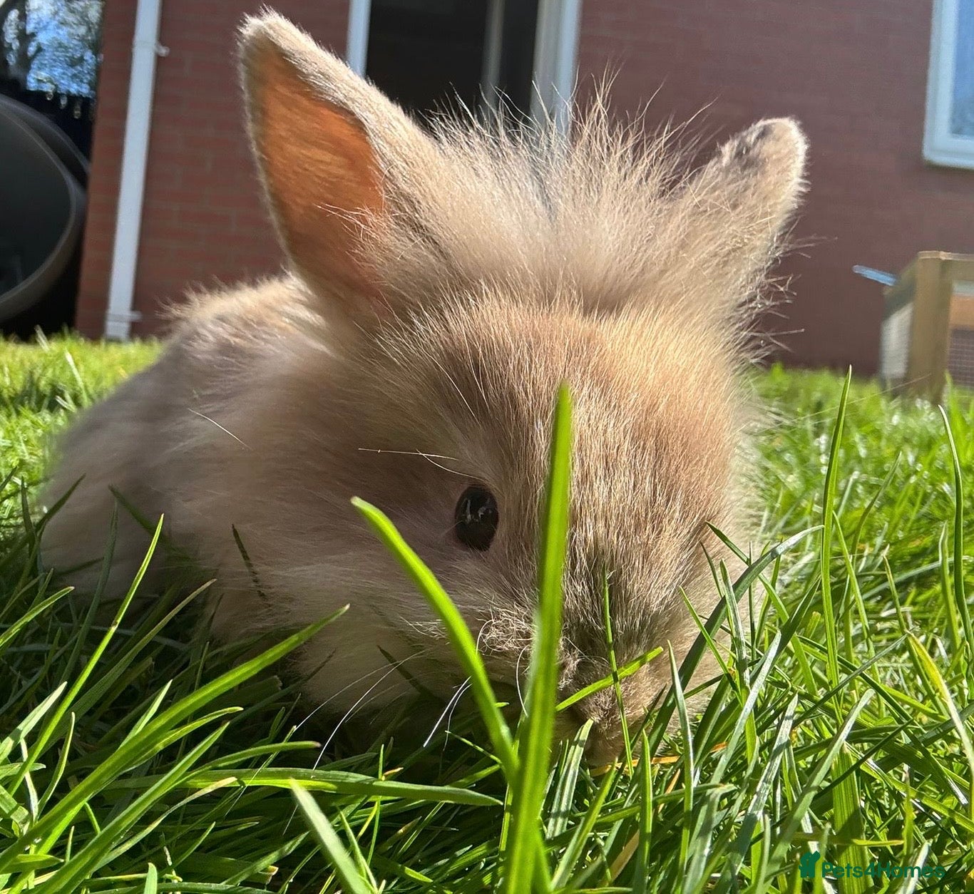 Mixed Breed rabbits Mini lop / mini lop lion head bunnies - Advert 1