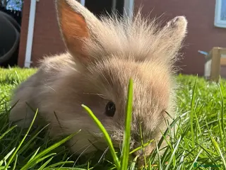 Mixed Breed rabbits Mini lop / mini lop lion head bunnies - Advert 1