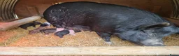 Pig livestock for sale: Berkshire x saddle back gilts - Advert 4