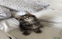 Maine Coon cats for sale: 4 big pure gorgeous Mainecoon boys  - Image 11