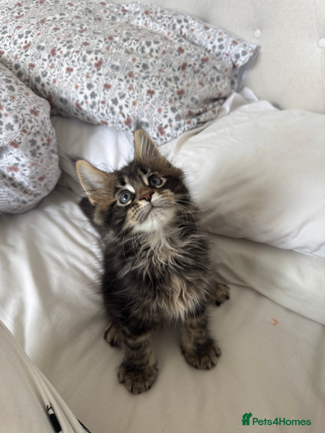 Maine Coon cats for sale: 4 big pure gorgeous Mainecoon boys  - Image 11