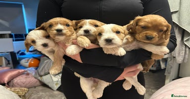 Cavapoo dogs - Advert 2