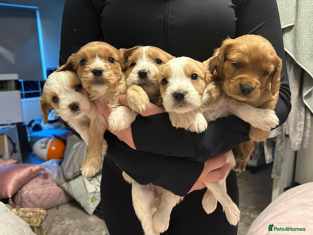 Cavapoo dogs for sale: Beautiful f1b cavapoo puppies  - Image 2