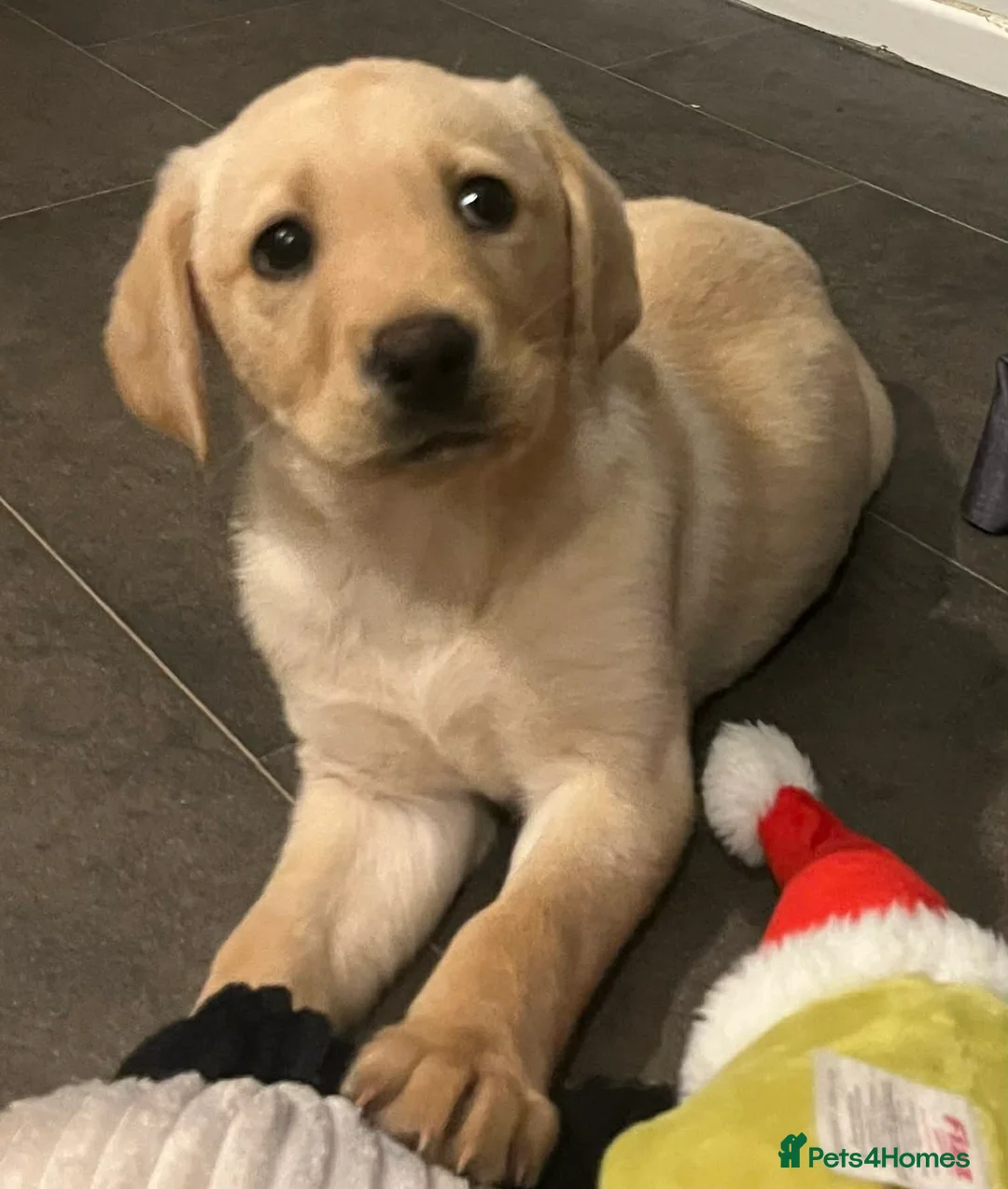 Labrador Retriever dogs for sale: Beautiful female non kc pup - Advert 2
