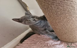 British Shorthair cats for sale: 8 Pedigree British Shorthair Kittens Blue Lilac  - Image 21
