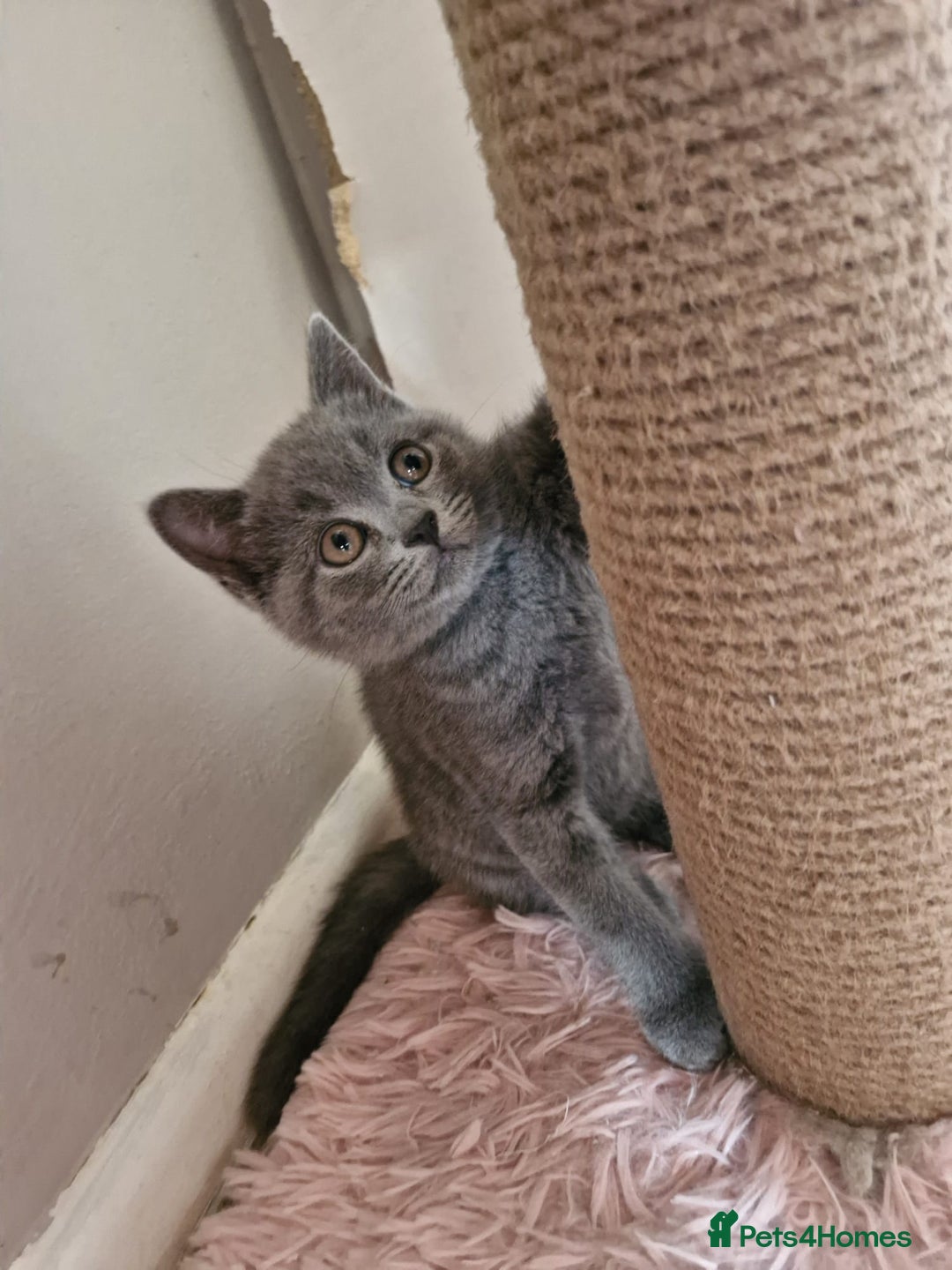 British Shorthair cats for sale: 8 Pedigree British Shorthair Kittens Blue Lilac  - Image 21