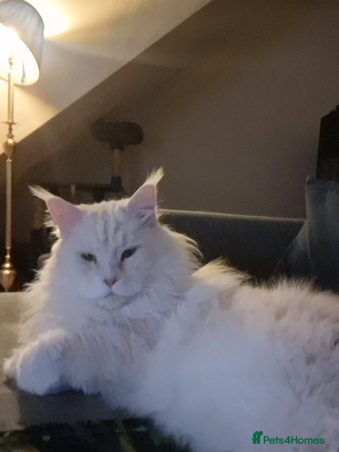 Maine Coon cats for sale: Gorgeous big Maine Coon boy - Advert 1