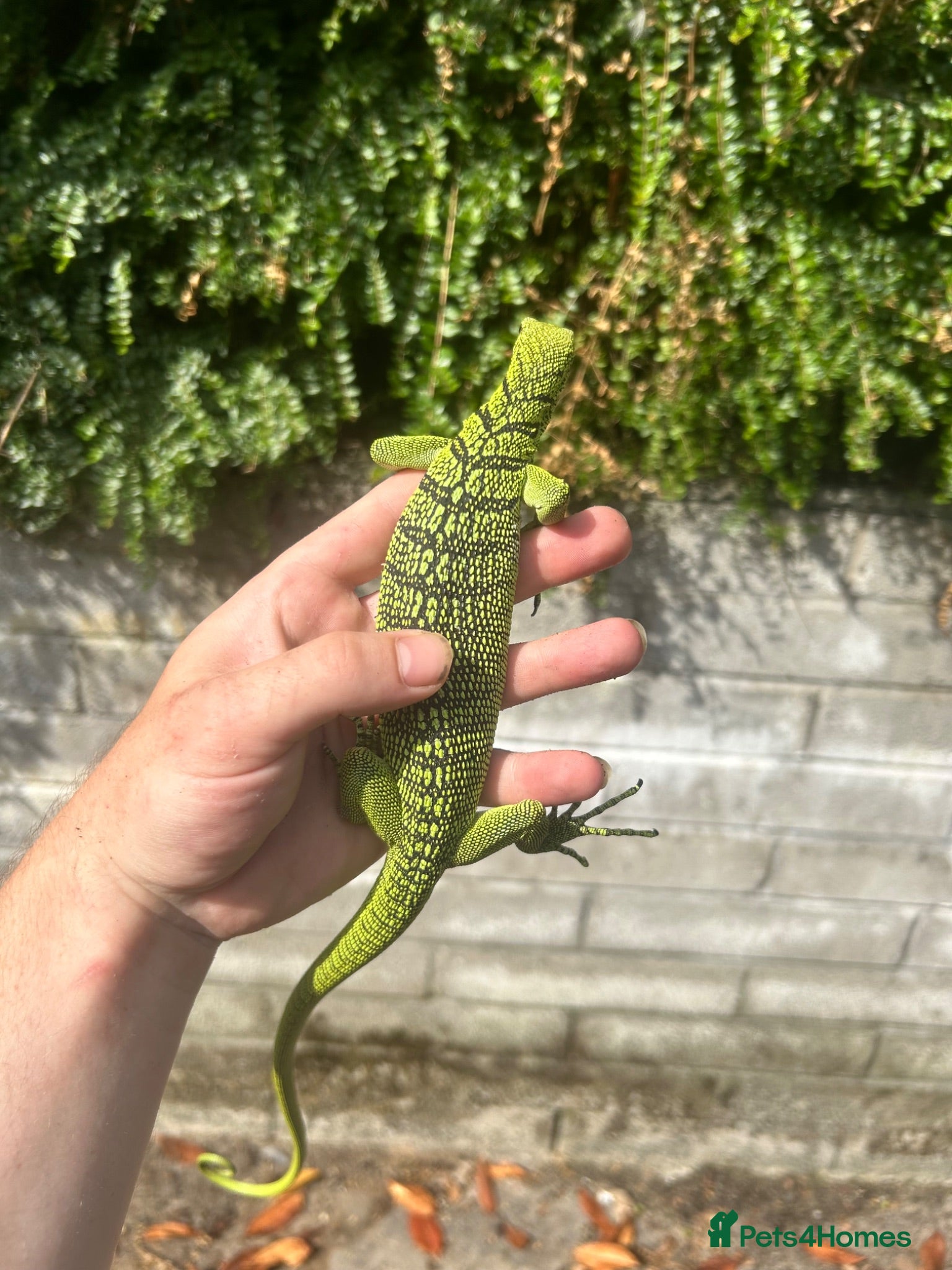 Monitor reptiles Varanus Reisengeri PAIR (Yellow Tree Monitors) - Advert 6