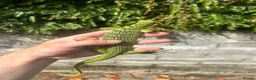 Monitor reptiles for sale: Varanus Reisengeri PAIR (Yellow Tree Monitors) - Advert 1