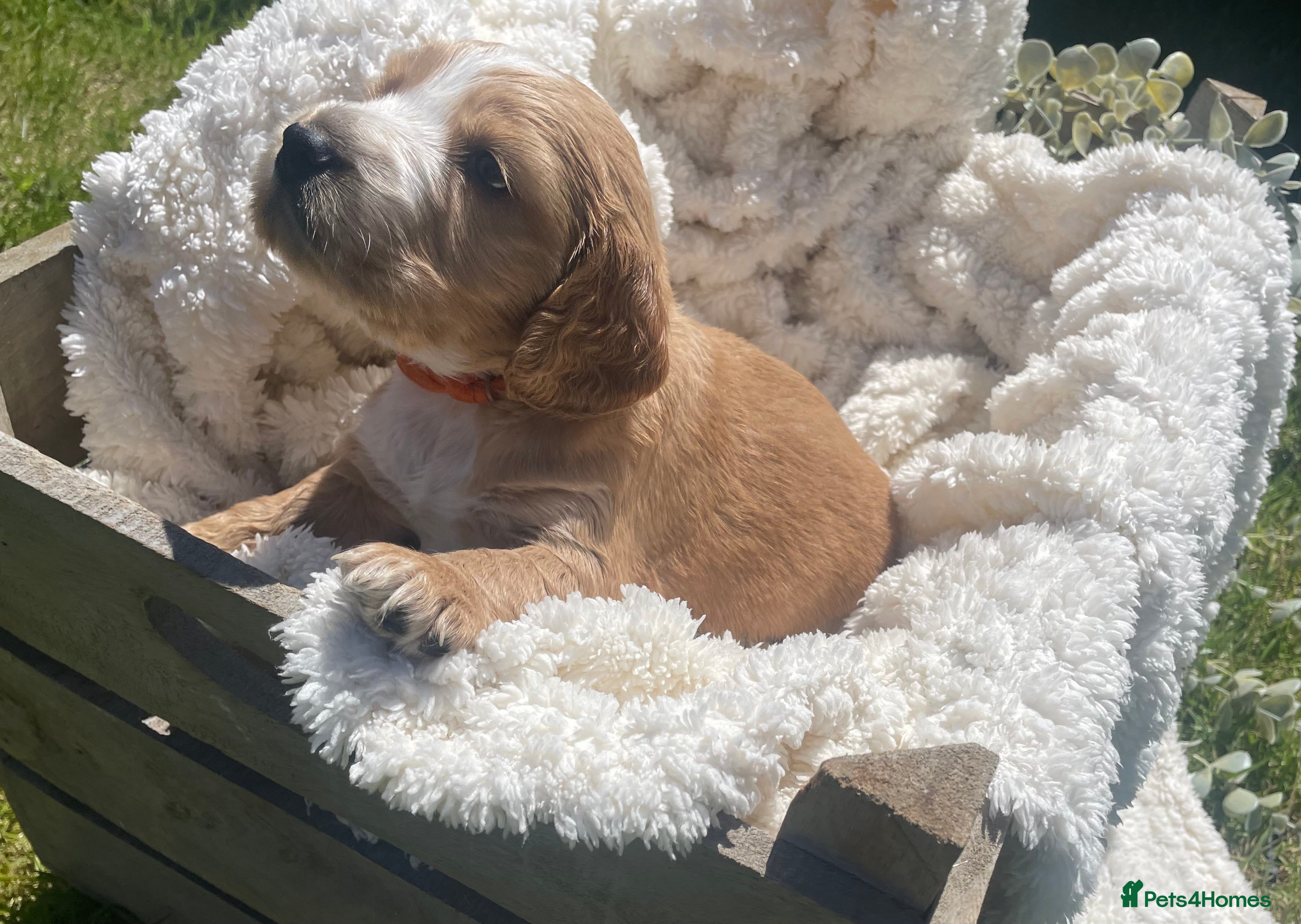 Cockapoo dogs for sale: Stunning F1b Cockapoo puppies - Advert 13