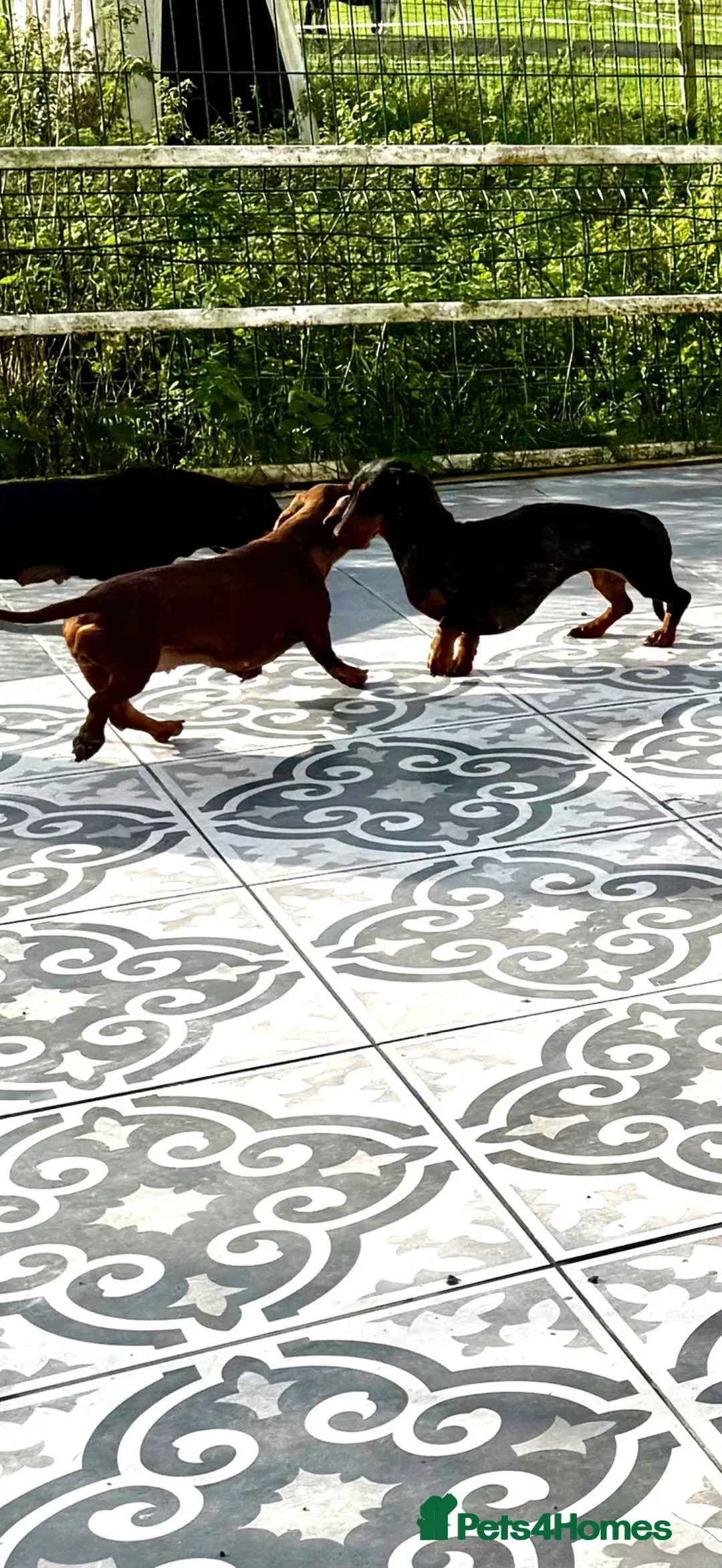 Miniature Dachshund dogs for sale: KC Reg Adult female dachshunds  - Advert 3