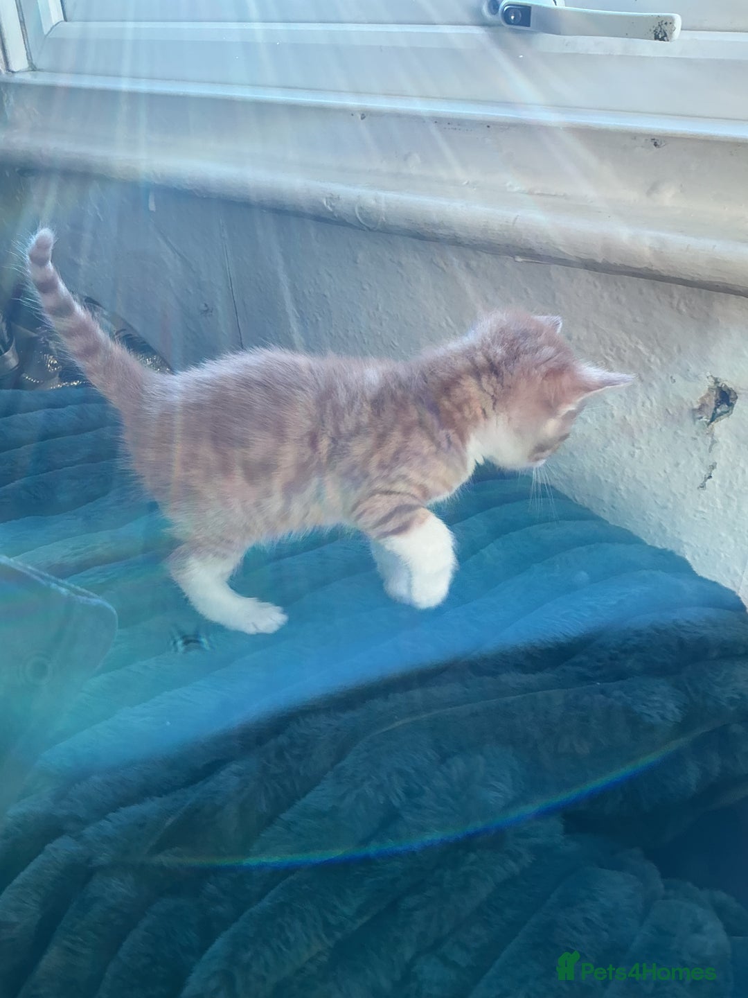 Domestic Shorthair cats for sale: Black-white-Ginger kitten - Advert 16