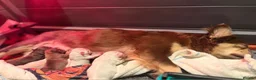 French Bulldog dogs for stud: FLUFFY ROPE BLAZE  - Advert 2