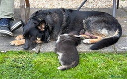 German Shepherd dogs for sale: German Shepherd puppies (Alsatian) - Image 10