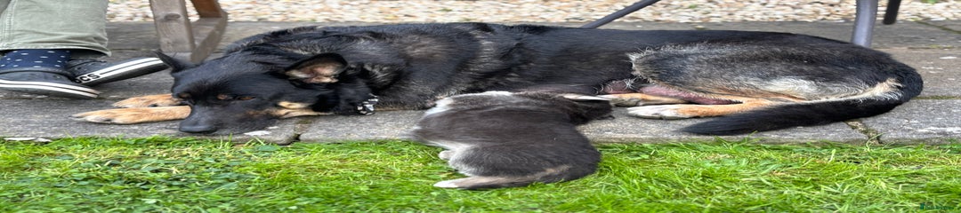 German Shepherd Puppy 7