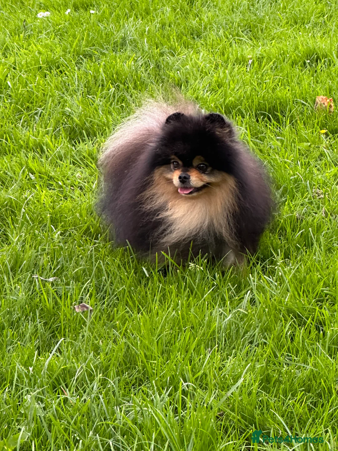 Pomeranian dogs for stud: Black and Tan super coat boy for stud in Lanark - Advert 10
