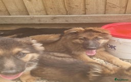 German Shepherd dogs for sale: German shepherd pups  - Image 7