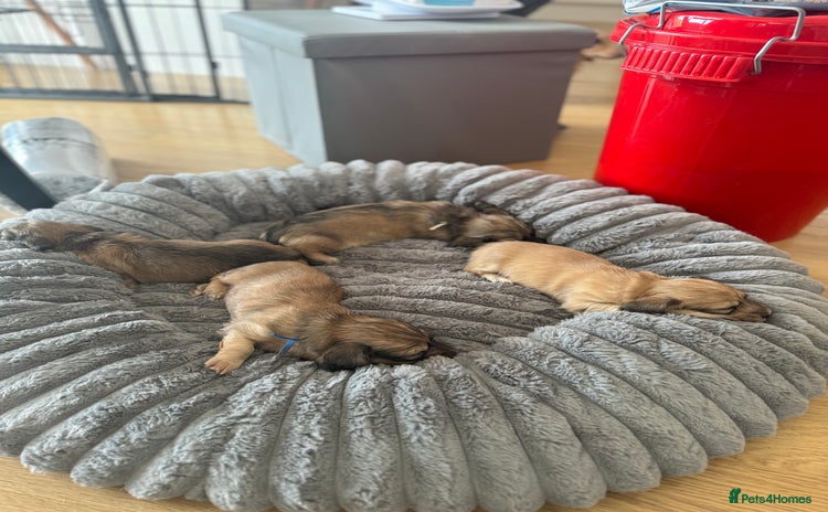 Miniature Dachshund dogs - Advert 2