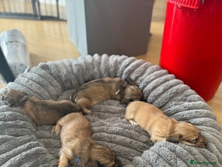 Miniature Dachshund dogs - Advert 29