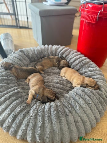 Miniature Dachshund dogs - Advert 1