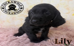 Cocker Spaniel dogs for sale: 🖤 Quality Cocker Spaniels 🖤 Ready Now 🖤 - Image 19