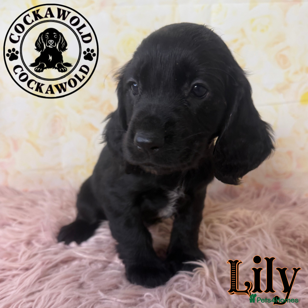 Cocker Spaniel dogs for sale: 🖤 Quality Cocker Spaniels 🖤 Ready Now 🖤 - Image 19
