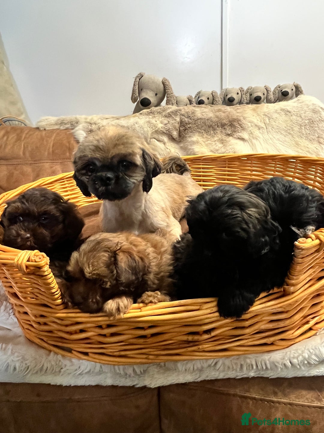 Shihpoo dogs for sale: stunningly gorgeous shihpoos - Advert 1