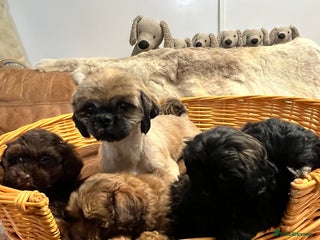 Shihpoo dogs stunningly gorgeous shihpoos - Advert 11