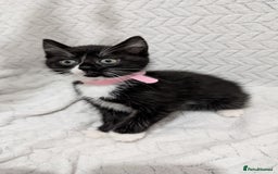 Mixed Breed cats for sale: Adorable Kittens Ready for Their Forever Homes! 💕 - Image 4
