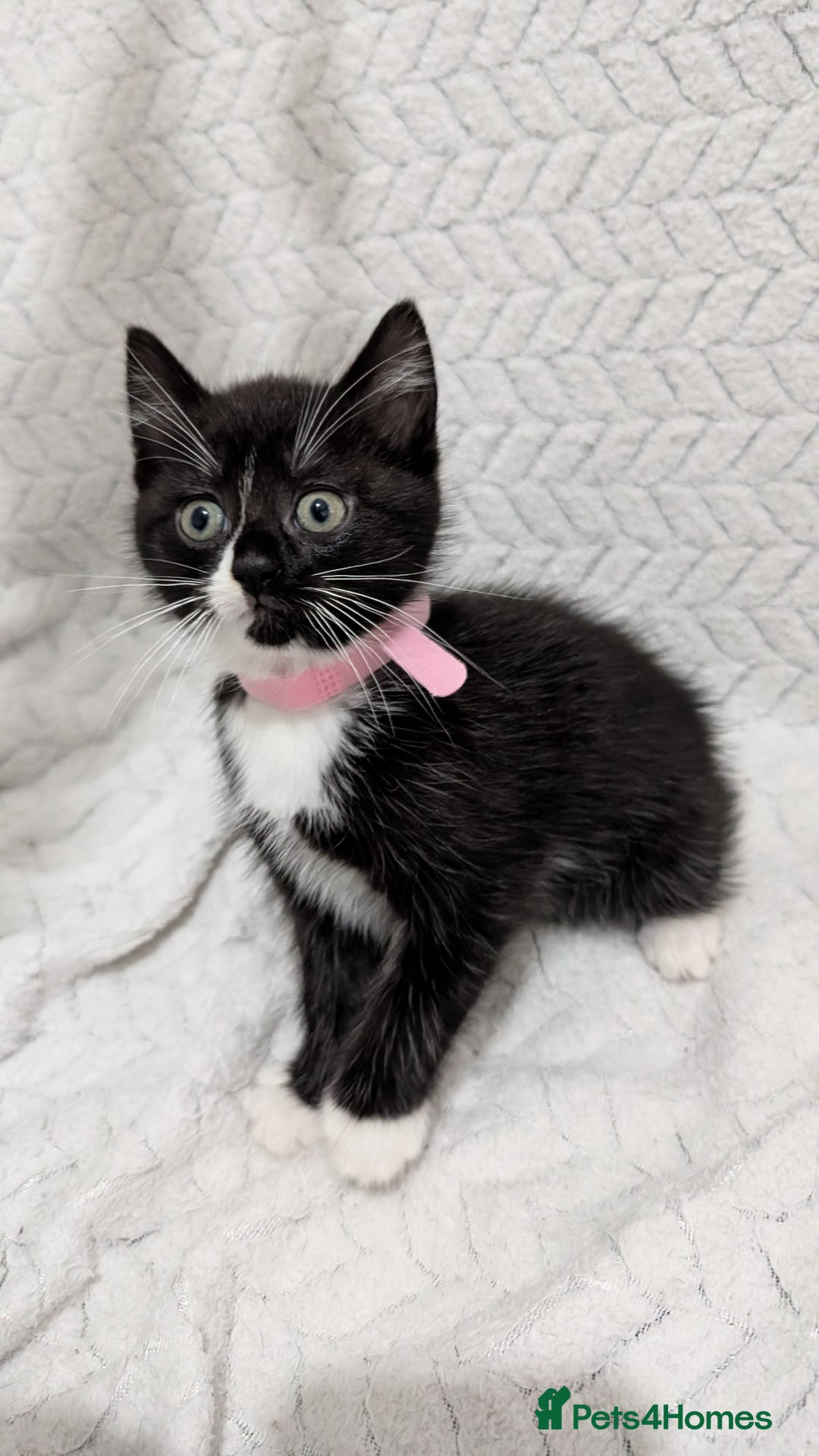 Mixed Breed cats for sale: Adorable Kittens Ready for Their Forever Homes! 💕 - Image 4