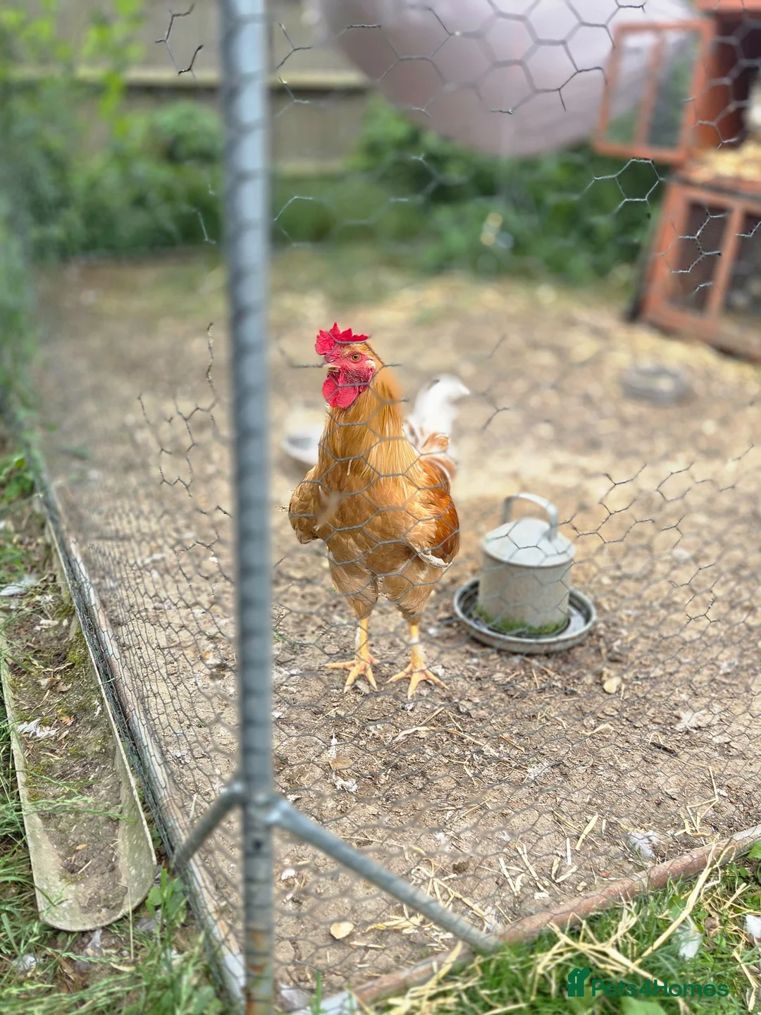 Chickens poultry for sale: 🐓 Brahma × Legbar × isa brown rooster in Folkestone - Advert 1