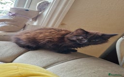Mixed Breed cats for sale: Amazing fluff balls - Image 14
