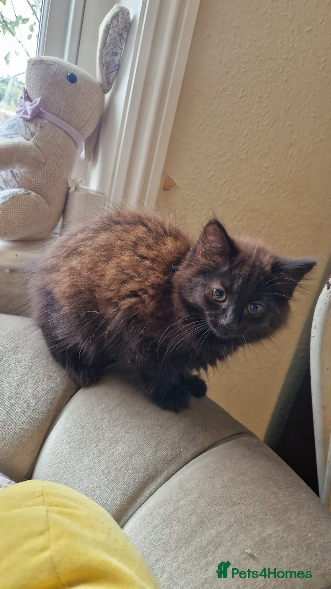 Mixed Breed cats for sale: Amazing fluff balls - Image 14
