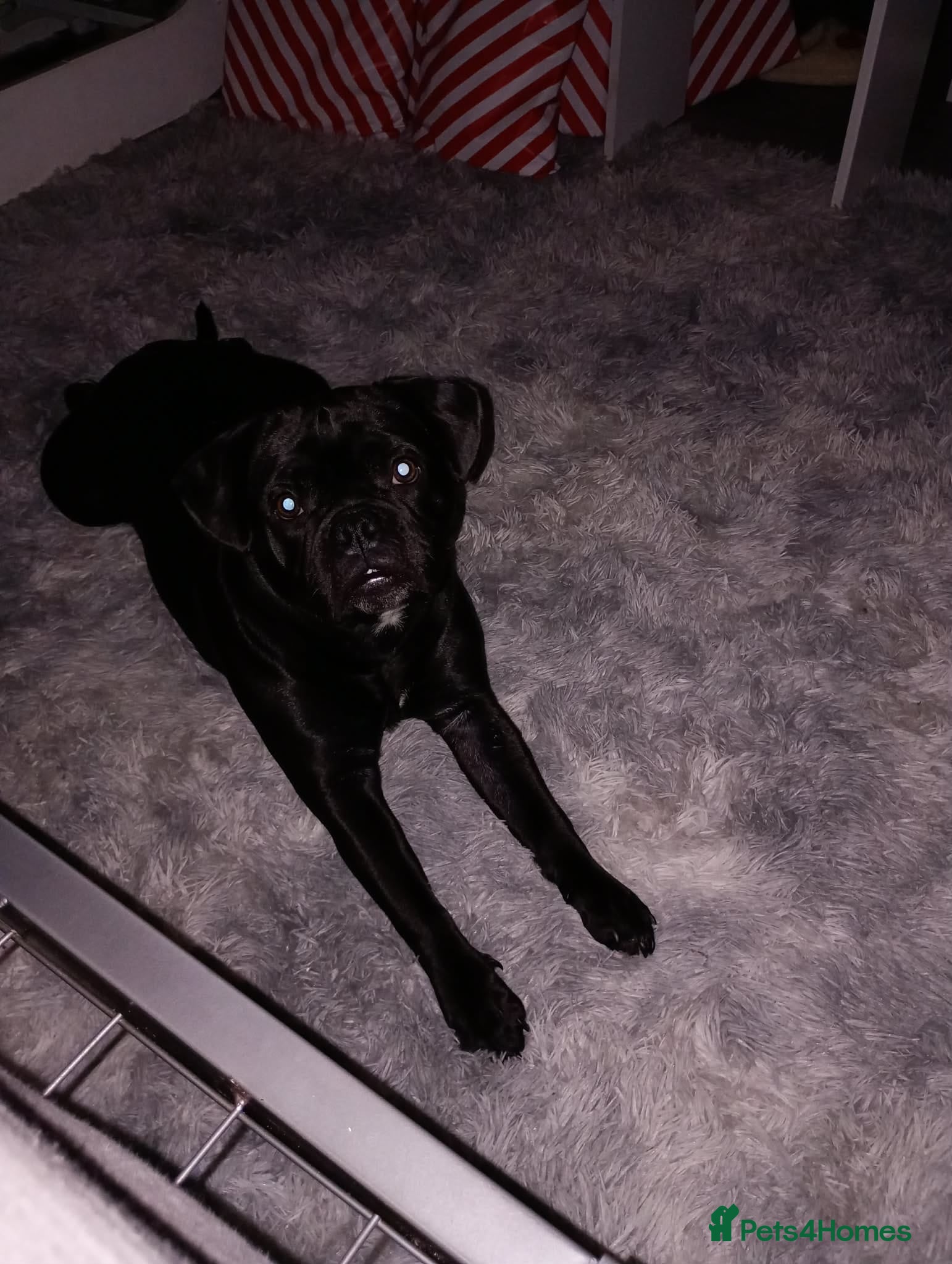 Mixed Breed dogs Pocket bully cross pug - Advert 1