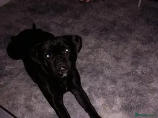 Mixed Breed dogs Pocket bully cross pug - Advert 1