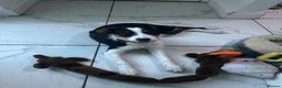 Border Collie dogs for sale: Border collie puppy female  - Advert 11