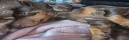 Miniature Dachshund dogs for sale: Minature Dashound Pupps  in Oldbury - Advert 3