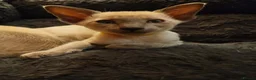 Siamese cats for sale: Gorgeous Siamese kittens!!! - Advert 20