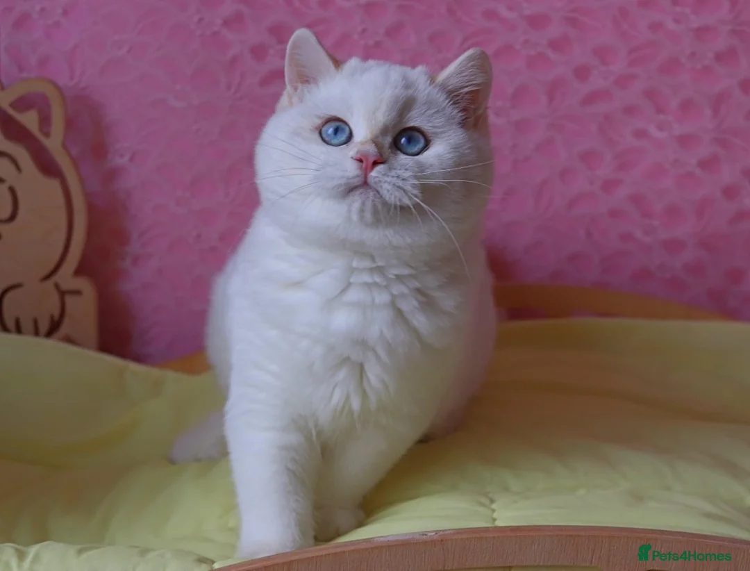 British Shorthair cats for stud: 🥇GCCF registered Gold tippedBritish shorthair🥇 in Slough - Advert 4