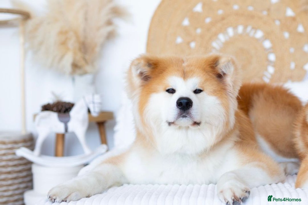 Japanese Akita Inu dogs for stud: 5- Generation KC Pedigree Japanese Akita - inu - Advert 4