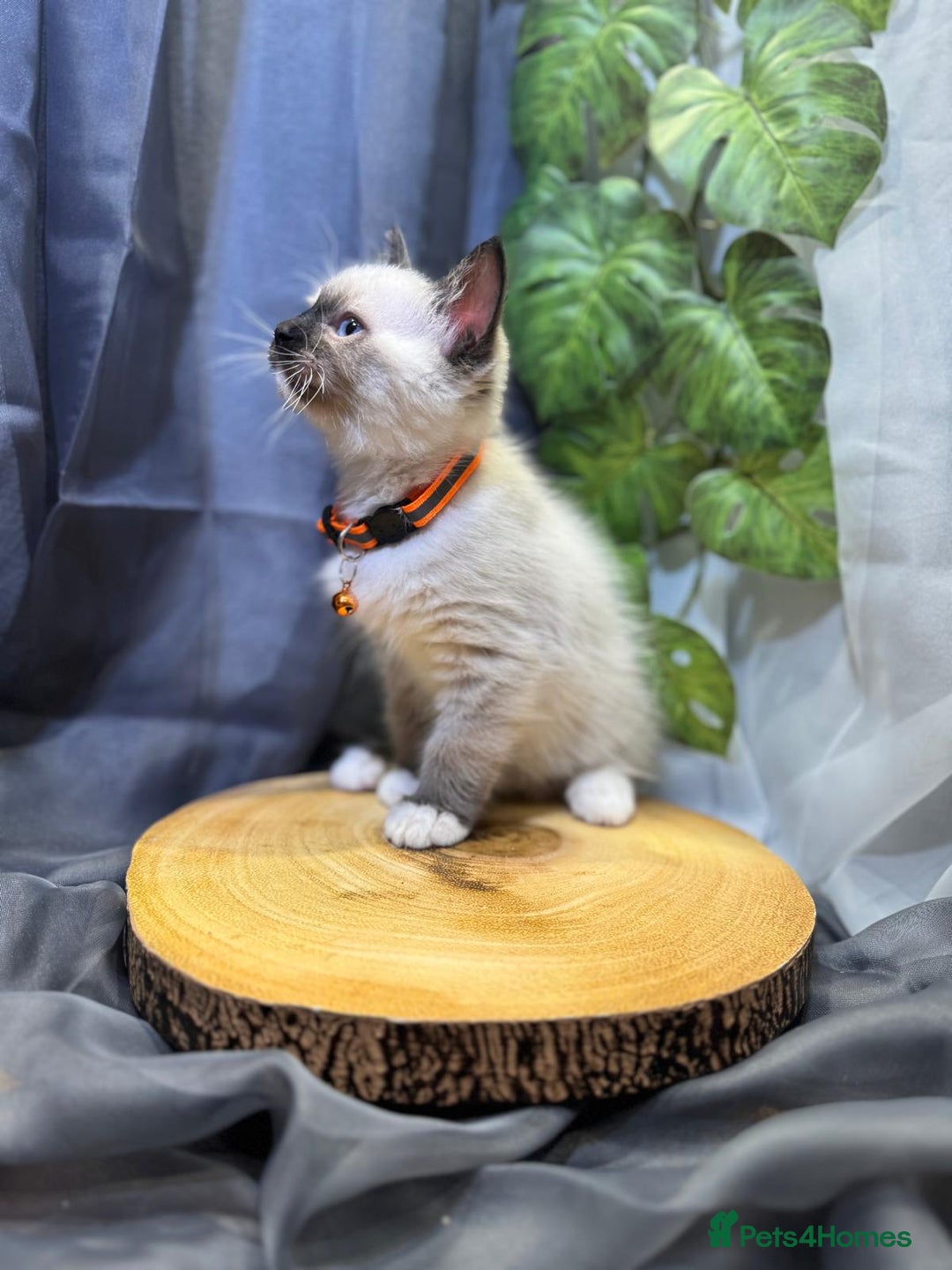 Ragdoll cats for sale: 💎 Purebred Ragdoll kittens-Champion Bloodlines 💎 - Image 12