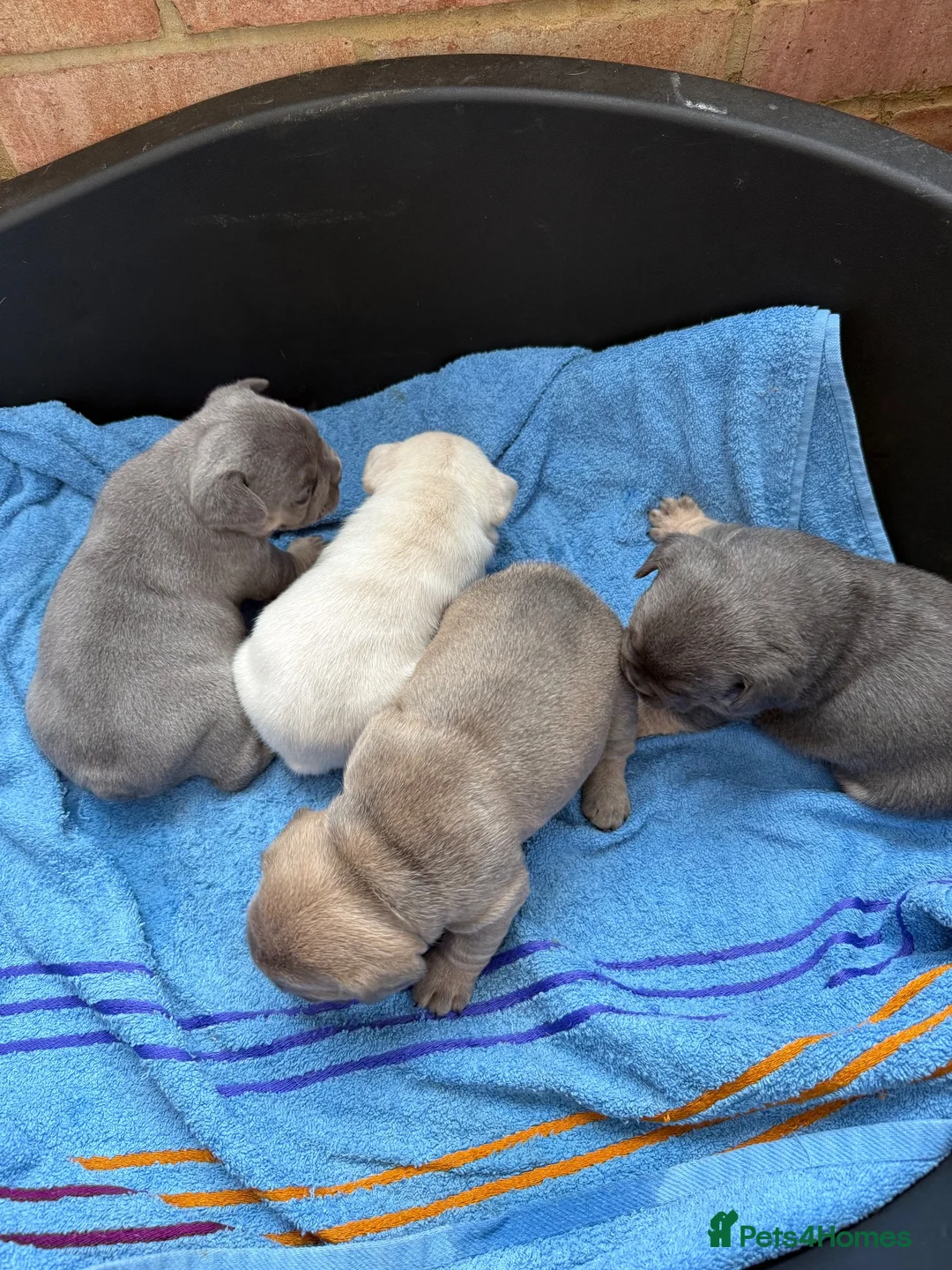 French Bulldog dogs for sale: French bulldog  in Maidstone - Advert 22