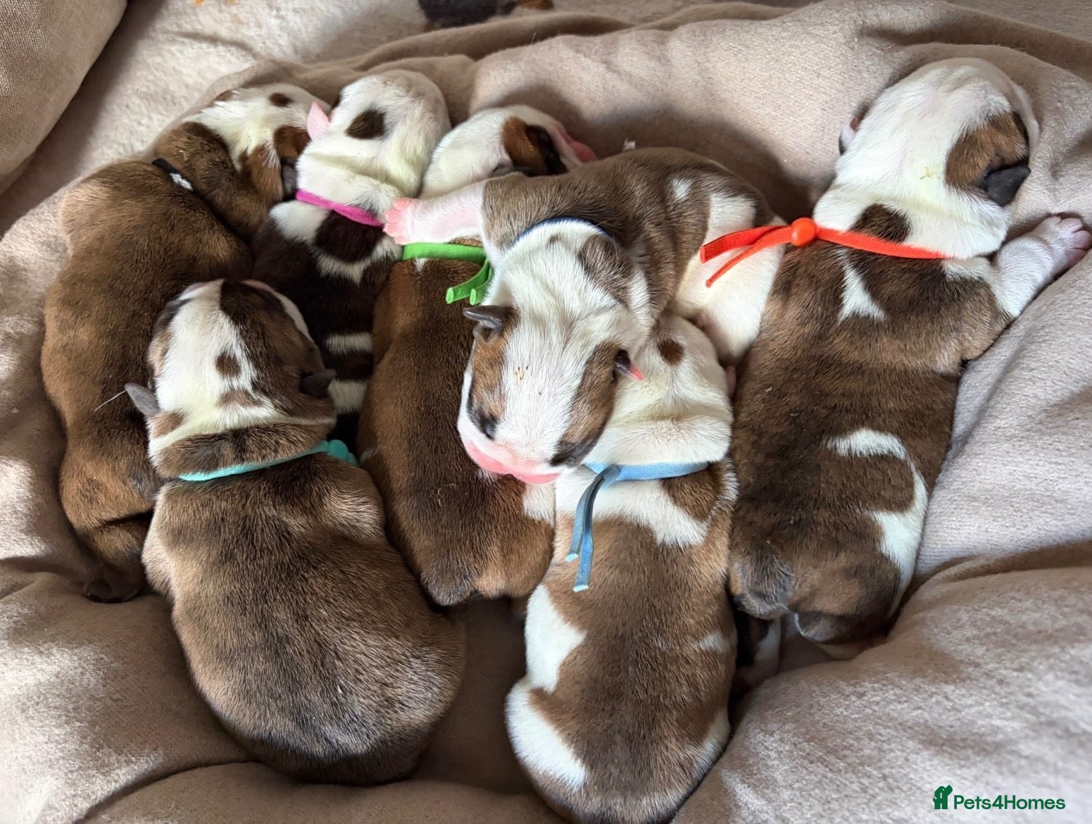 English Bulldog dogs KC English Bulldogs, Health Tested Champion Lines  - Advert 1